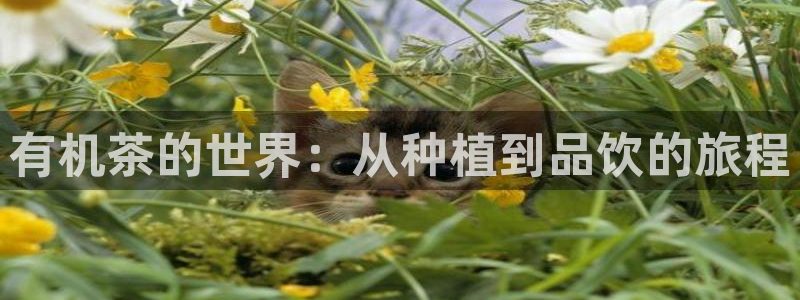 摩登7主管
