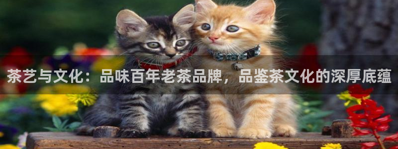 摩登7招商排名