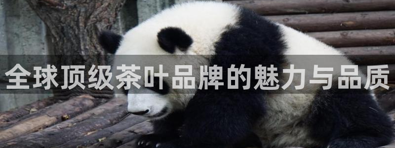 摩登7官方